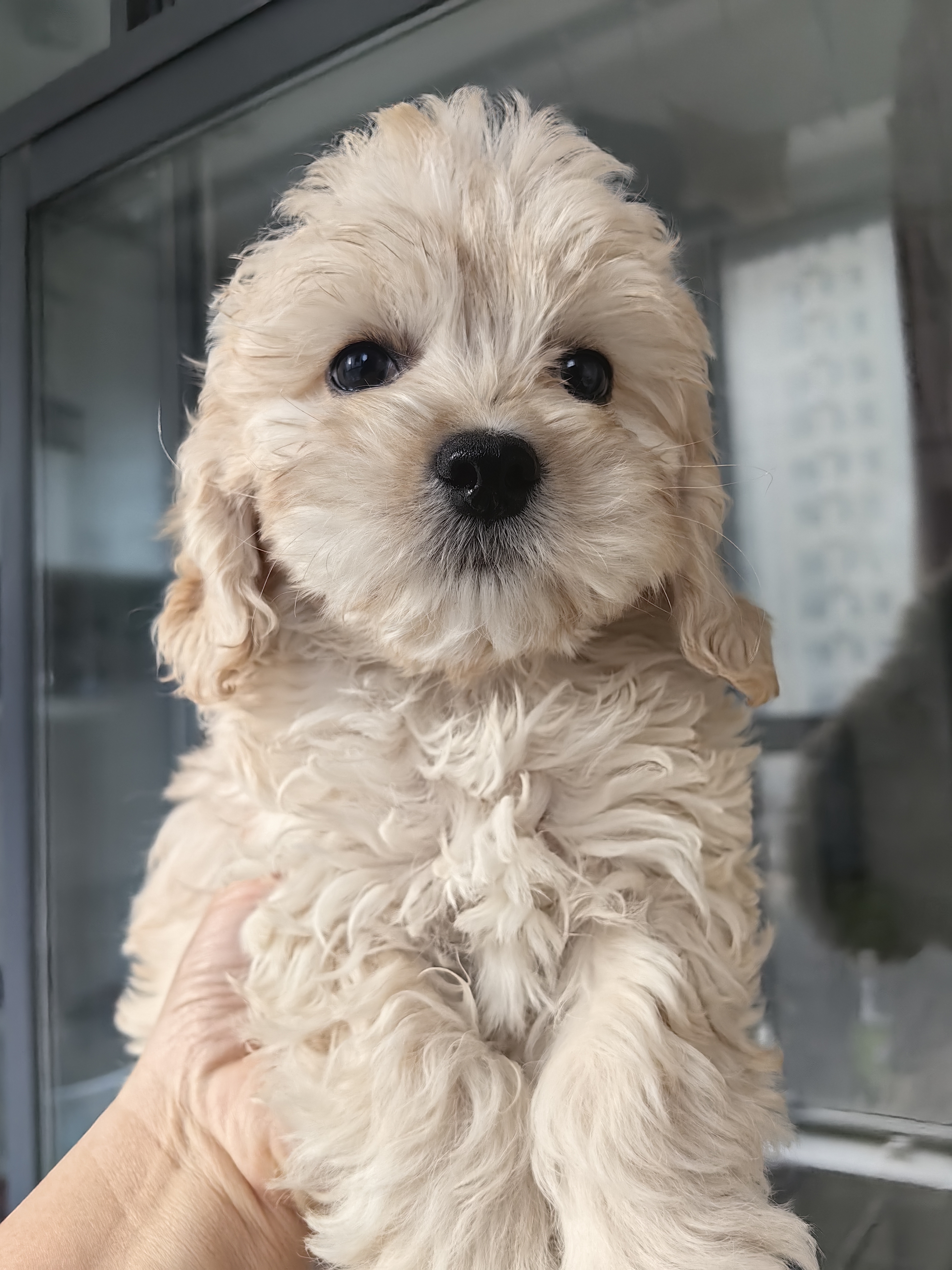可卡犬